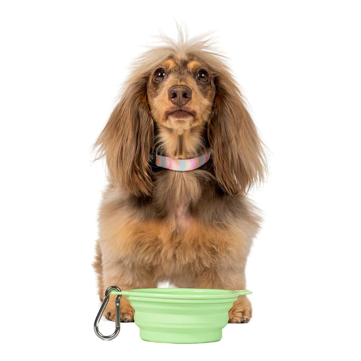 Collapsible Dog Water/Food Bowl - Lemonade
