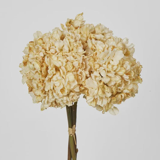Dried Cream Hydrangea x 3 Bundle