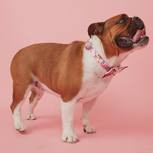 DOG COLLAR - BOLD FLORAL