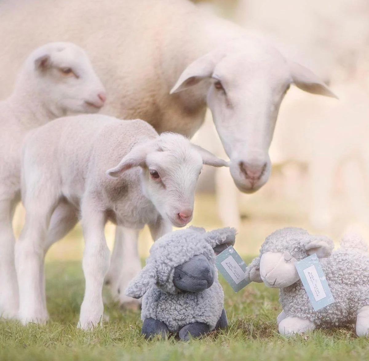 Charlotte the Sheep Cream