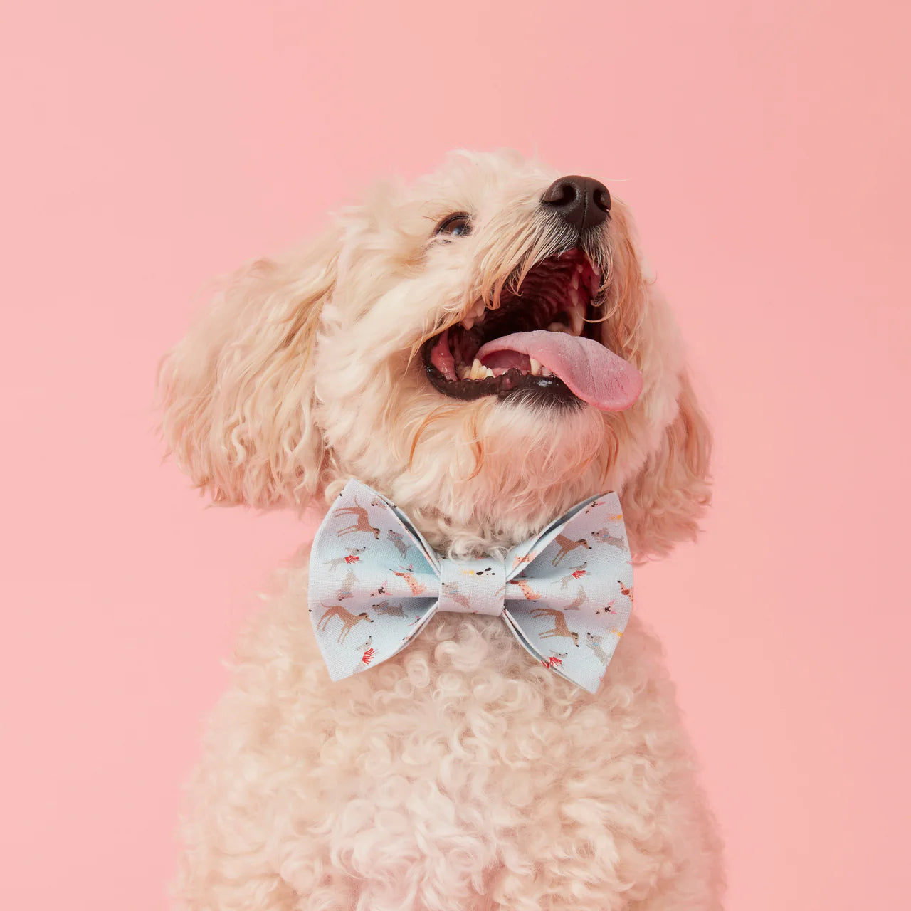 BOW TIE - BLUE DOG
