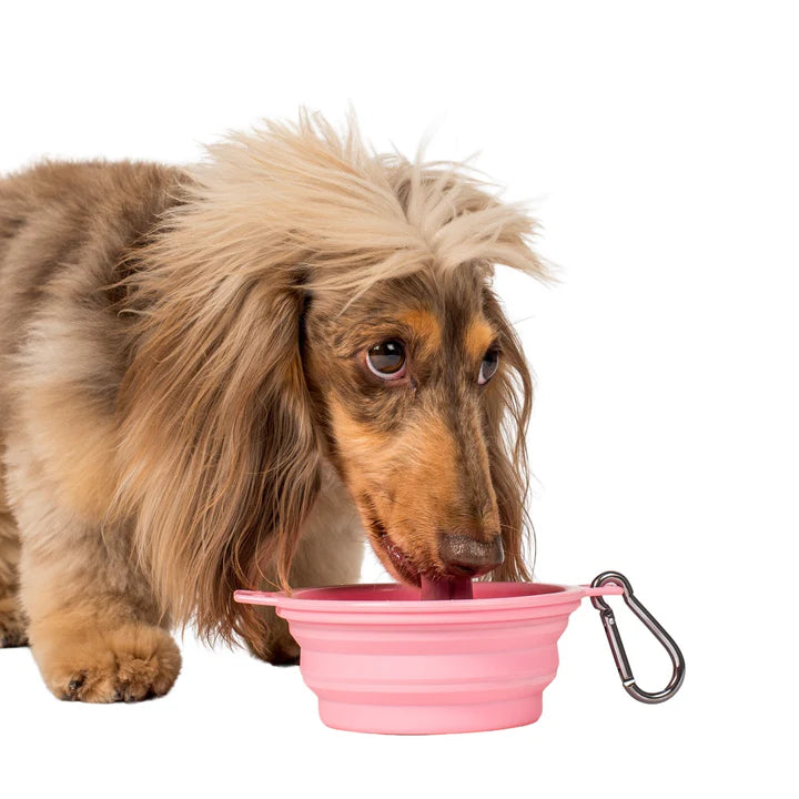 Collapsible Dog Water/Food Bowl - Blue