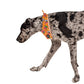 Bad to the Bone Dog  Bandana - Small