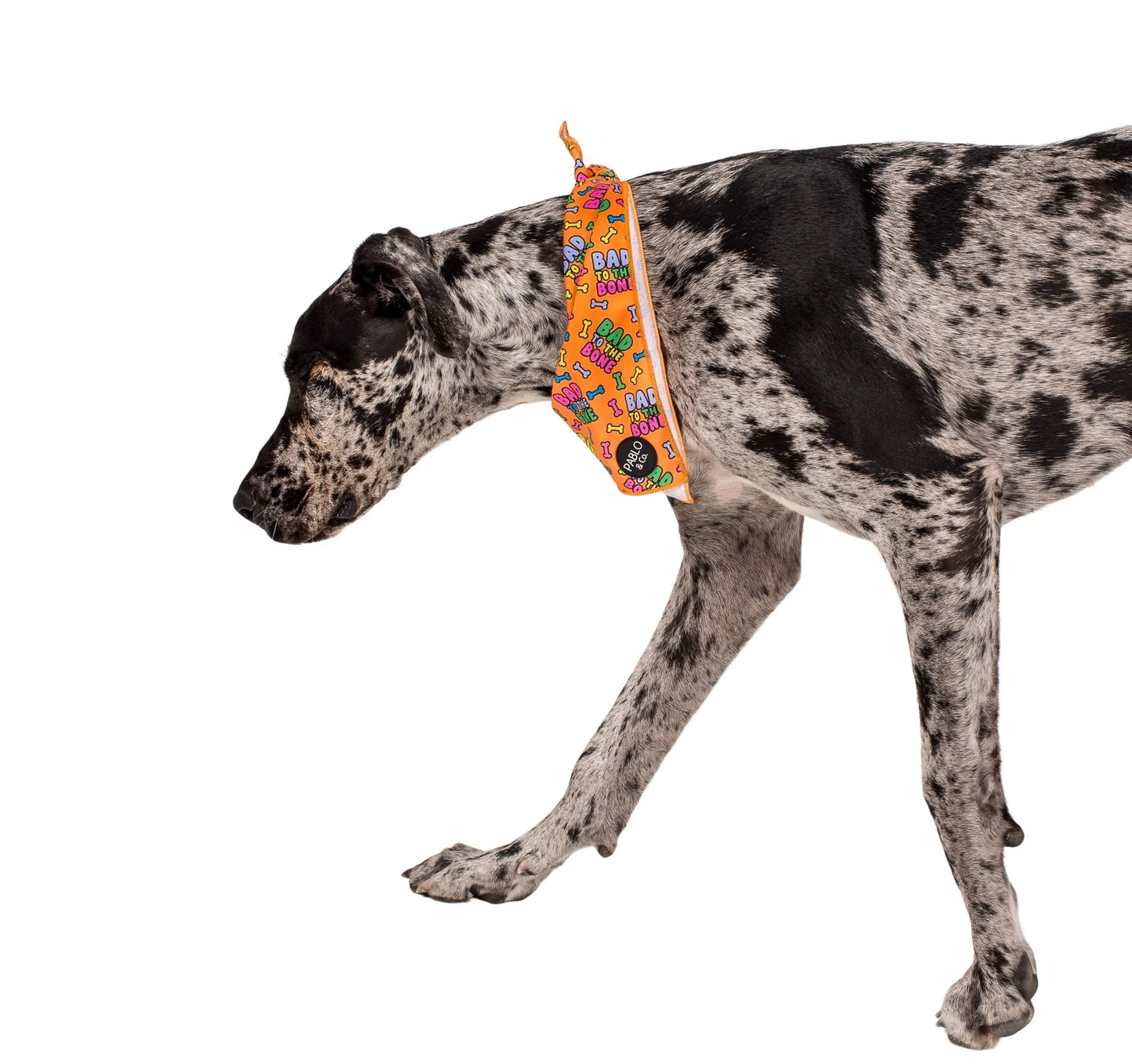 Bad to the Bone Dog  Bandana - Small