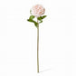 Rose Austin Stem (RT) Blush White 22x14x66cm