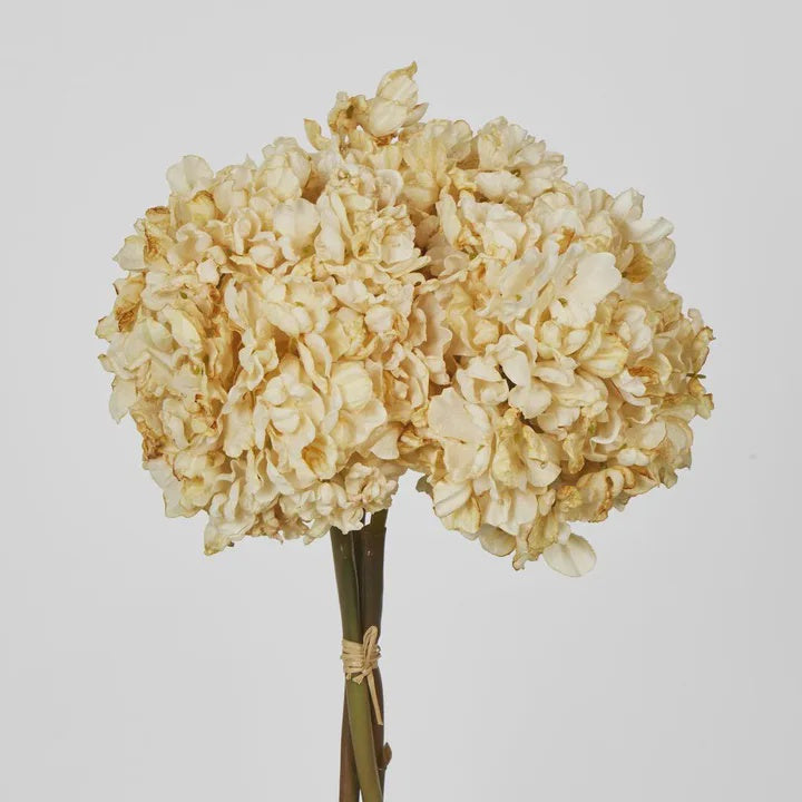 Dried Cream Hydrangea x 3 Bundle