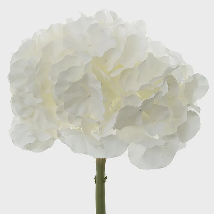 Hydrangea 50cm White