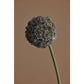 Rogue Allium Spray Grey 76x12x12cm