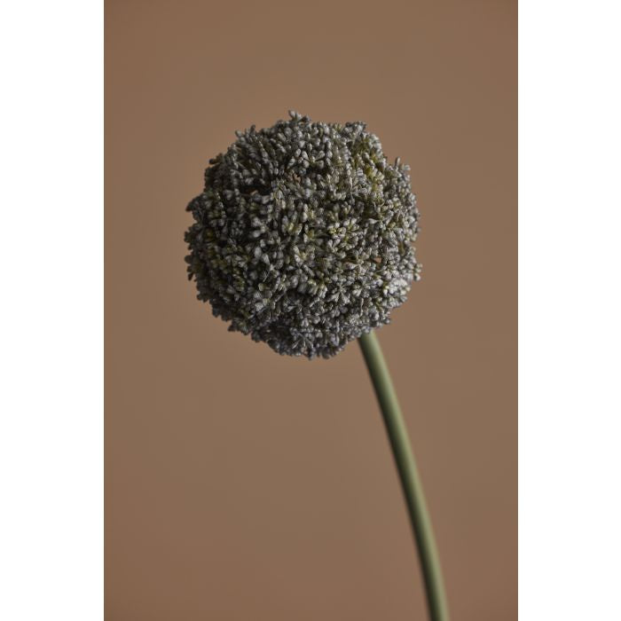 Rogue Allium Spray Grey 76x12x12cm