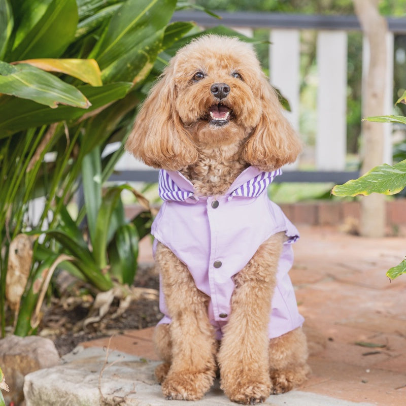DOGUE Essential Dog Raincoat Purple