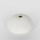 Susie White Sea Urchin