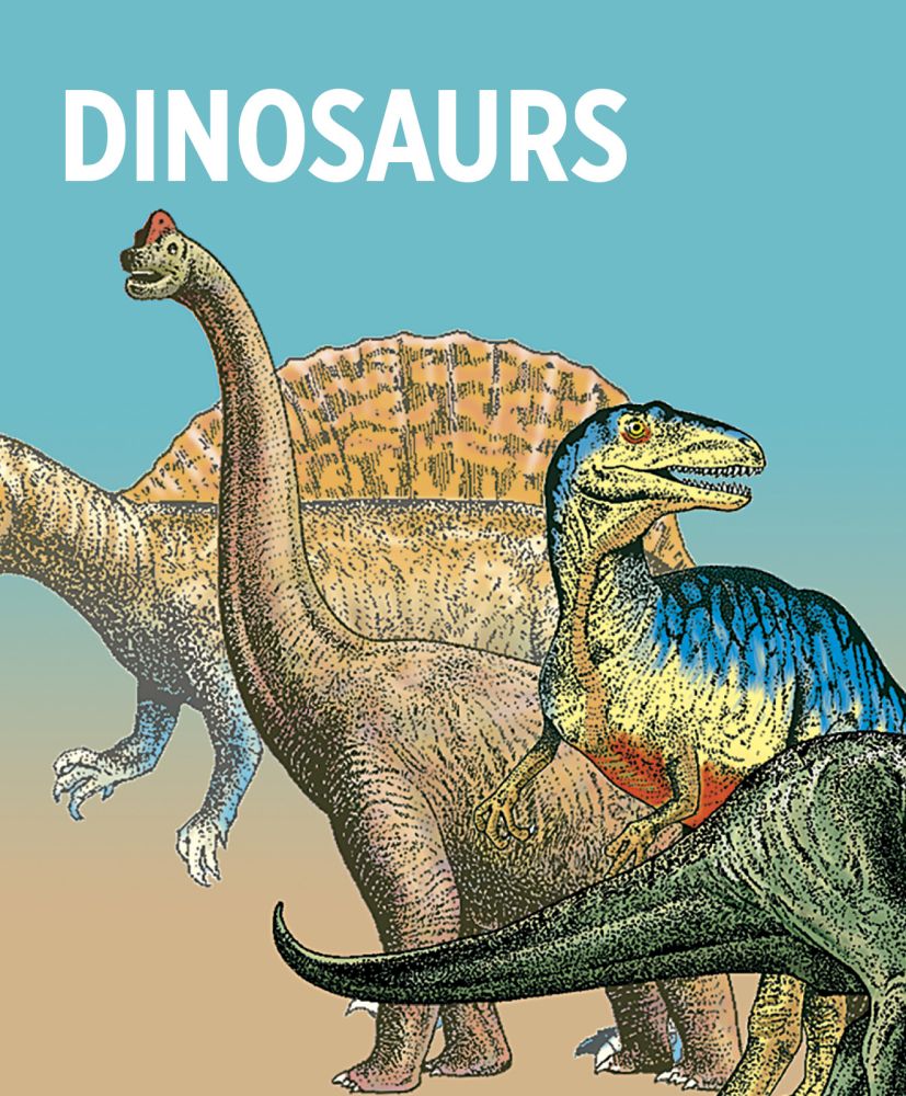 Knowledge Cards-Dinosaurs
