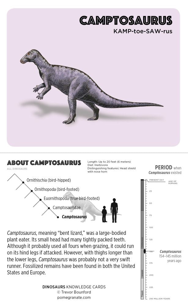 Knowledge Cards-Dinosaurs