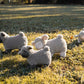 Lucy Lamb Cream